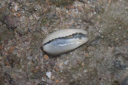 Image of mistaken cowrie