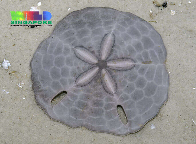 Echinodiscus truncatus (L. Agassiz 1841)的圖片