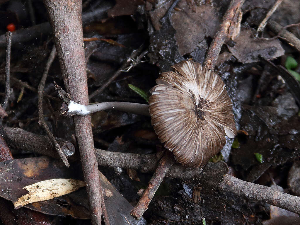 Image of Inocybe calopedes Matheny & Bougher 2010