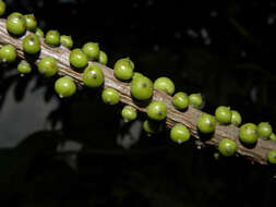 Image of Sarcopera sessiliflora (Triana & Planch.) H. G. Bedell