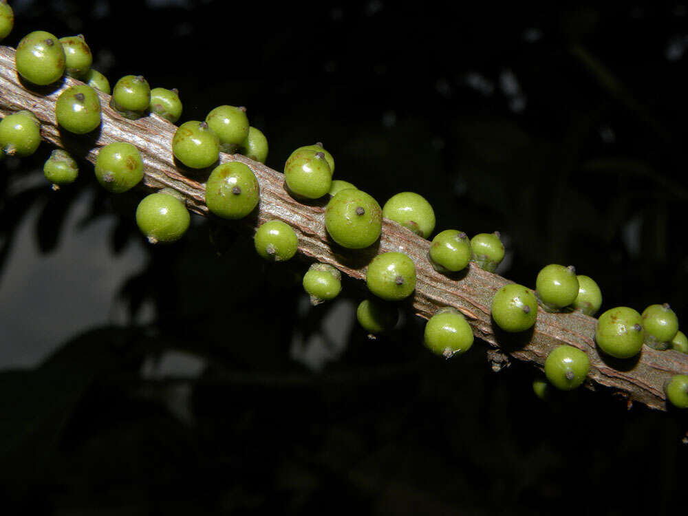 Image of Sarcopera sessiliflora (Triana & Planch.) H. G. Bedell