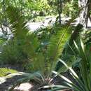 Image of Cycad