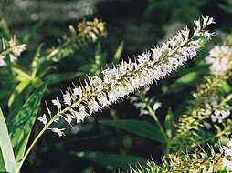 Image of Veronica salicifolia G. Forster