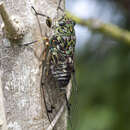 Image of chorus cicada