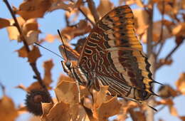 Image of Two-tailed Pasha