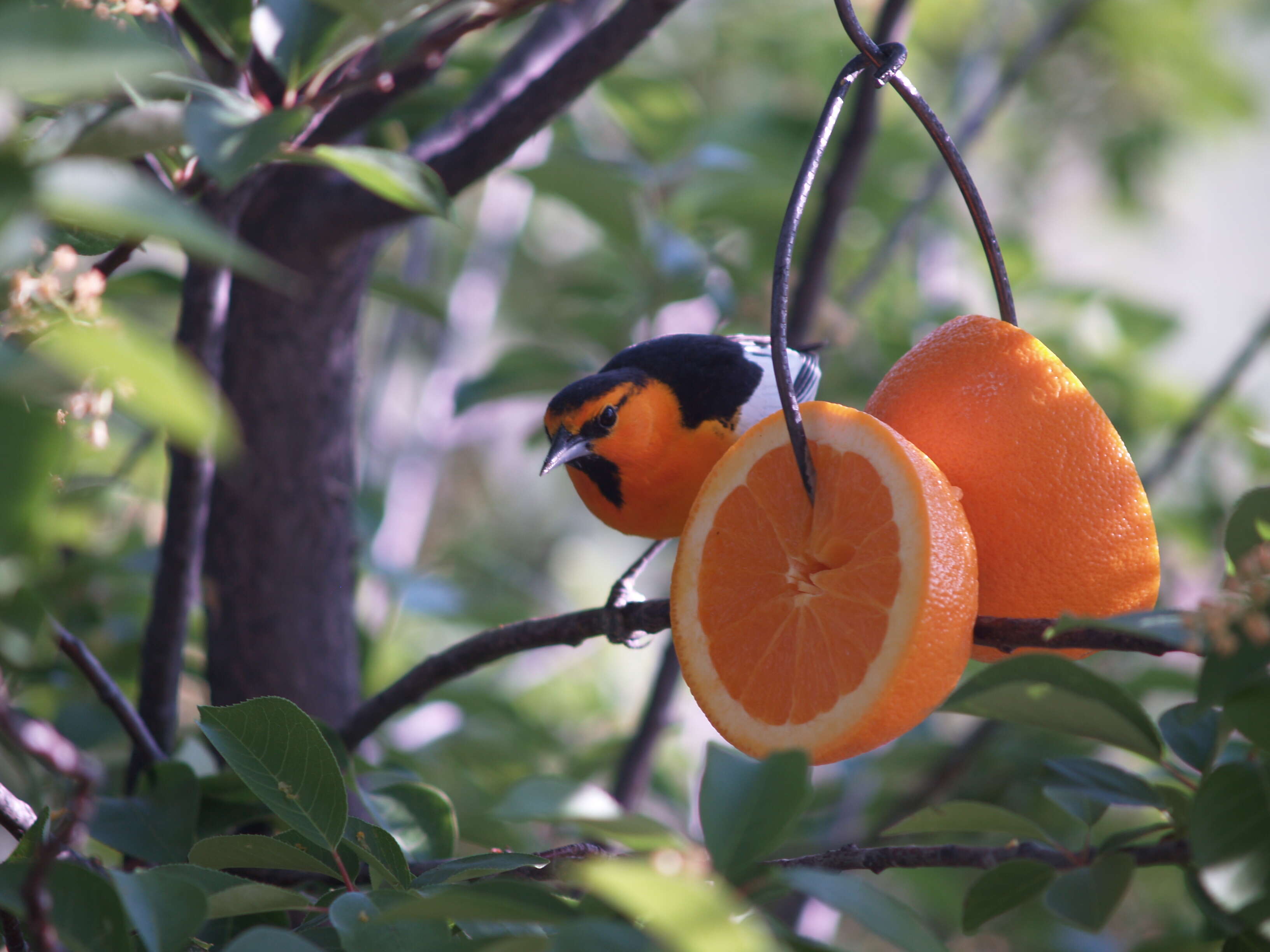 Image de Oriole de Bullock