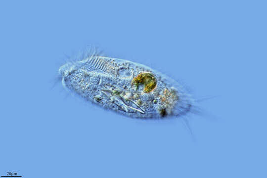 Image of Stylonychia vorax