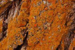 Image of Xanthomendoza