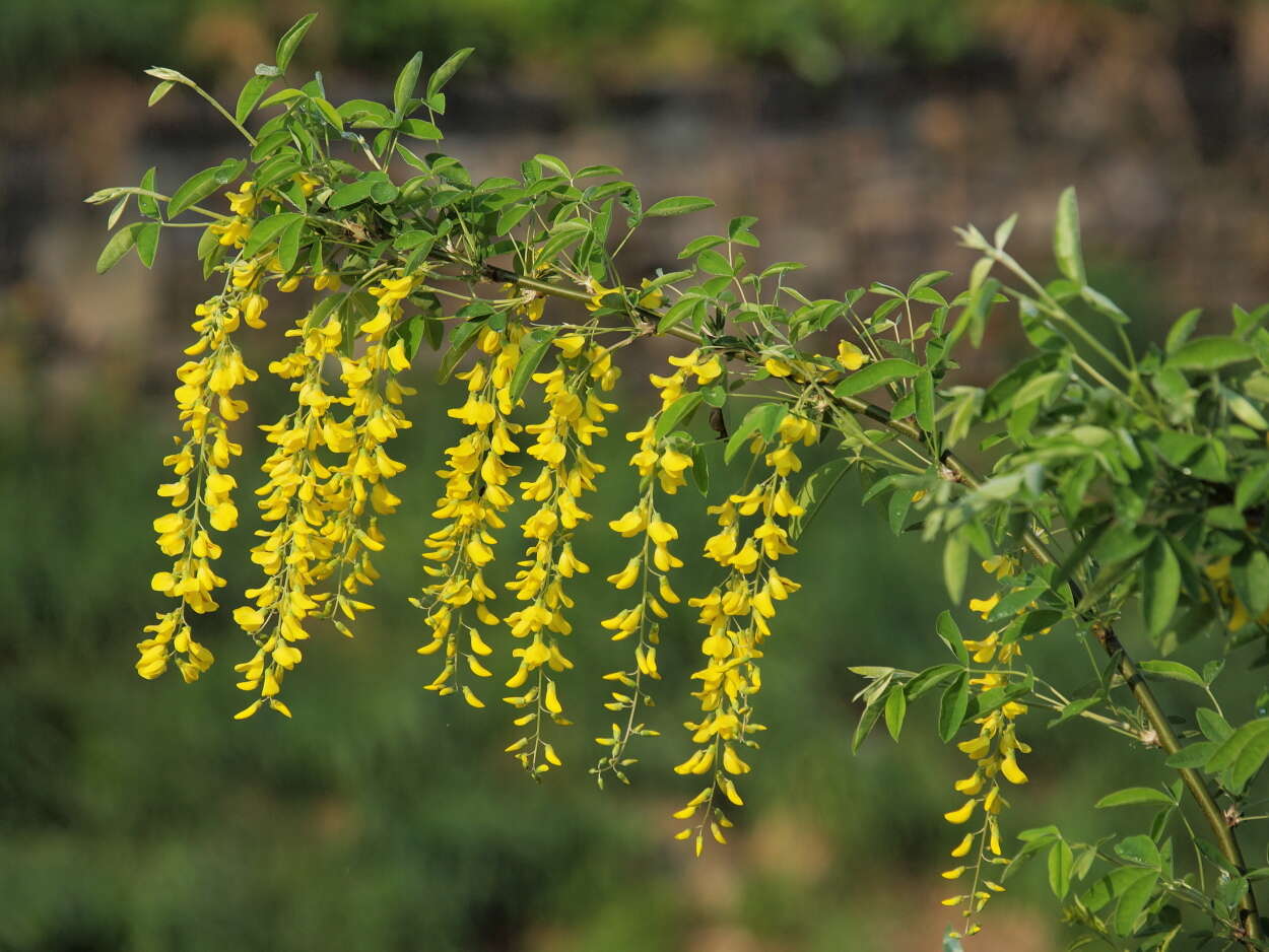 Image of Common Laburnum