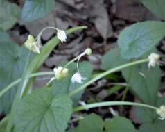 Image of few-flowered leek