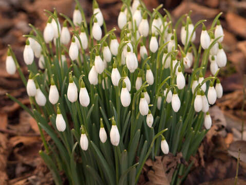 Image of Snowdrop