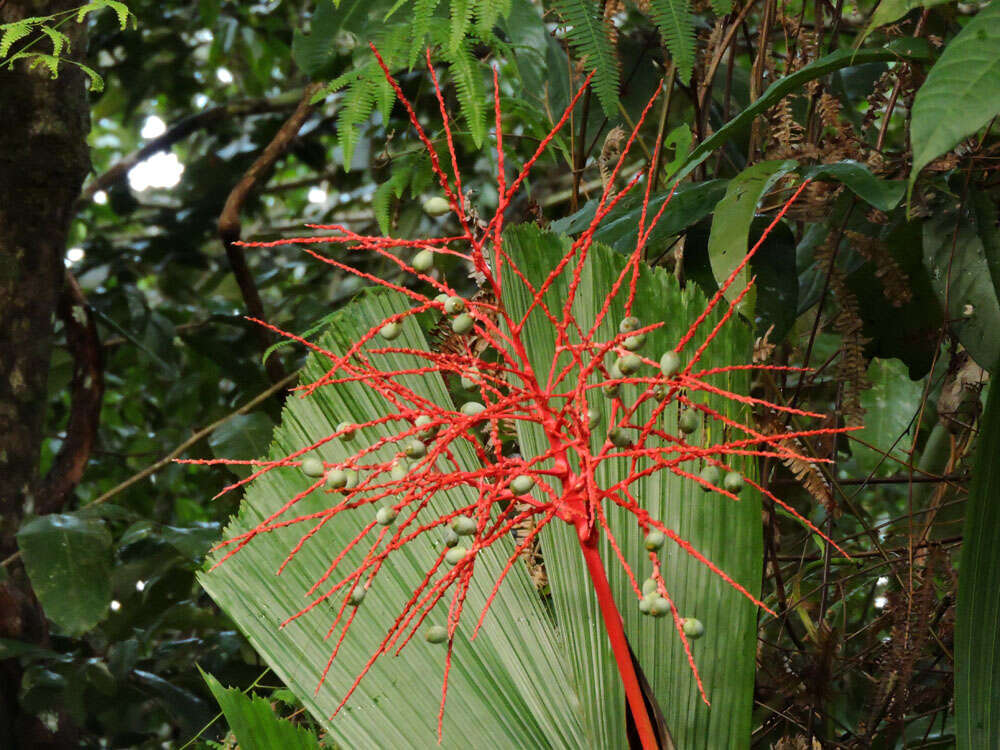 Reinhardtia latisecta (H. Wendl.) Burret的圖片