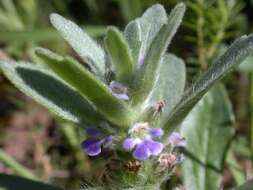 Image of Ajuga australis R. Br.