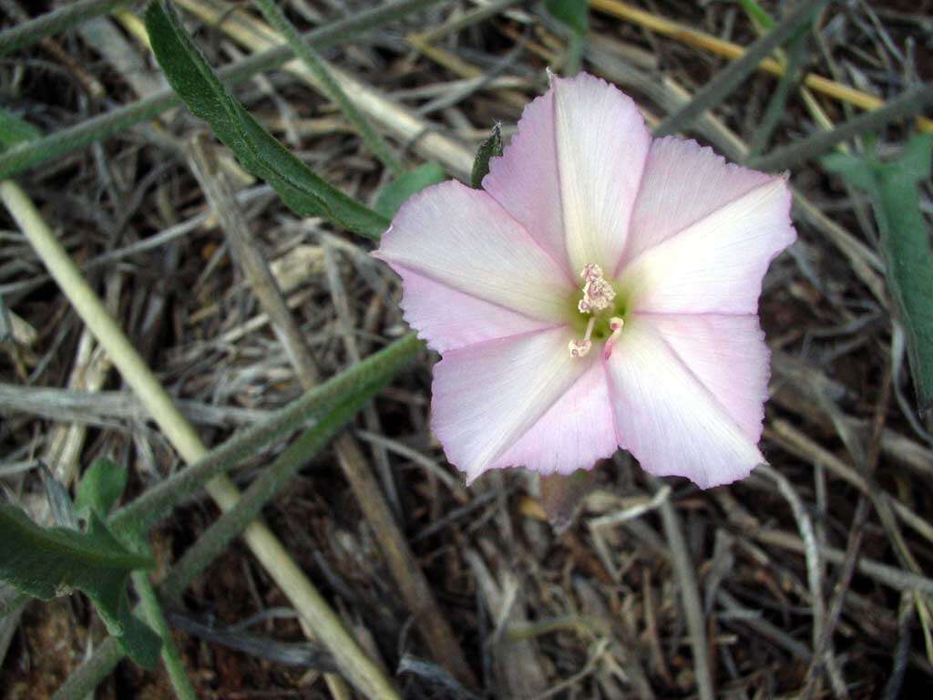 Image of Texas bindweed