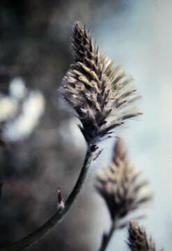 Image of Ptilotus nobilis subsp. nobilis