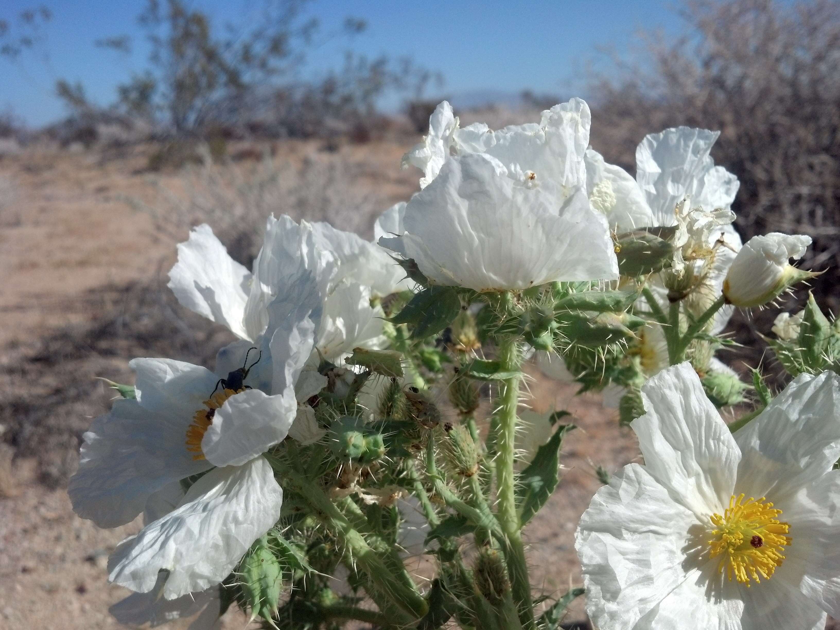 Image of Mojave pricklypoppy