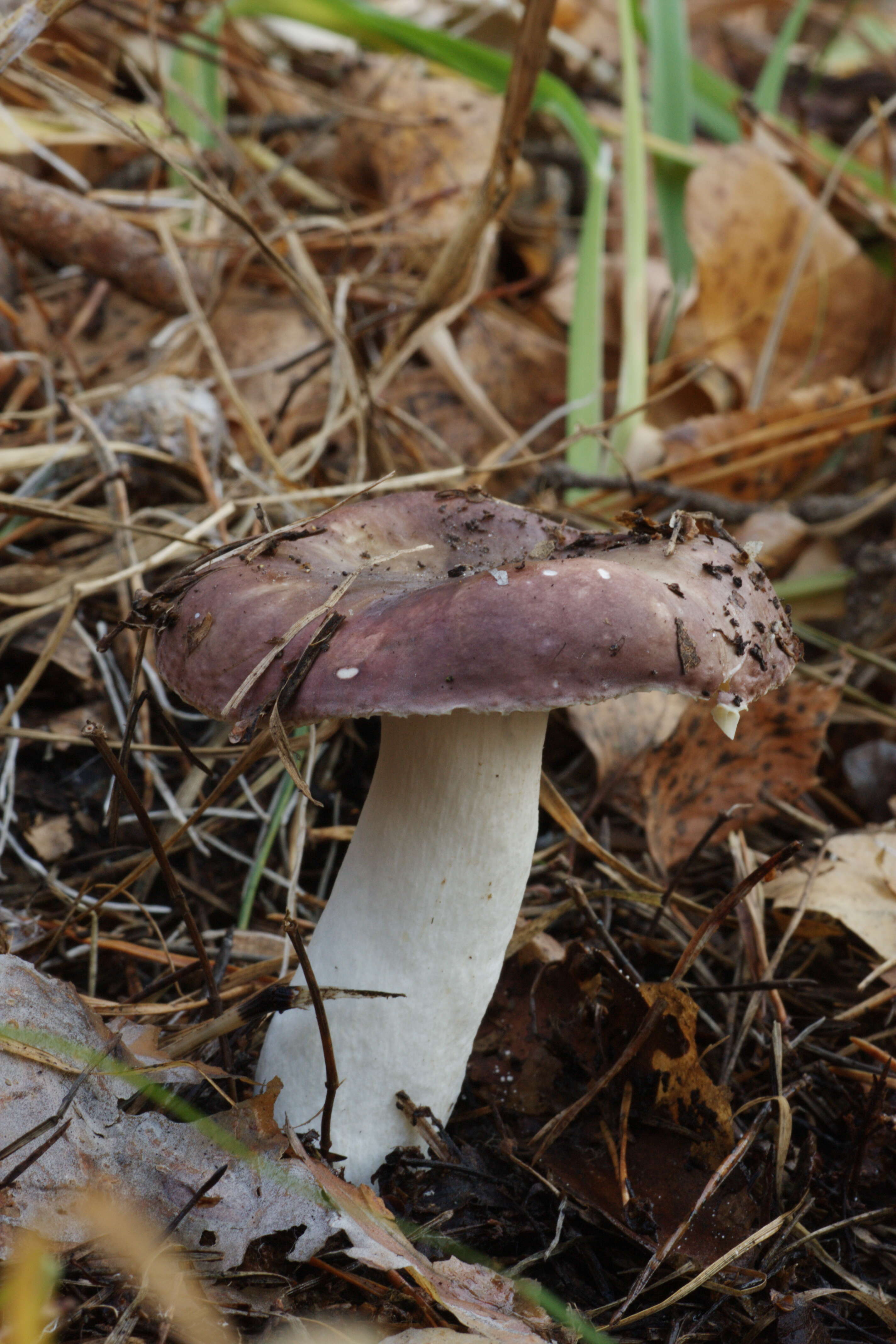 Image de Russula cessans A. Pearson 1950