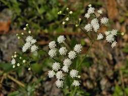 Image of hammock snakeroot