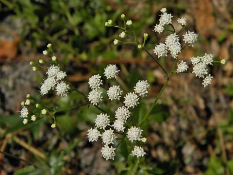 Image of hammock snakeroot