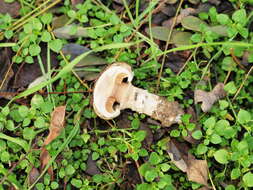 Image of Agaricus