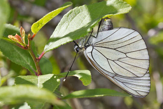 Image of Black-veined White