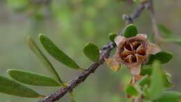 Image of Leptospermum trinervium (Smith) J. Thompson