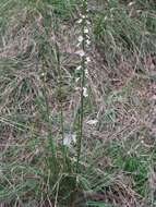 Image de Stylidium graminifolium Sw. ex Willd.