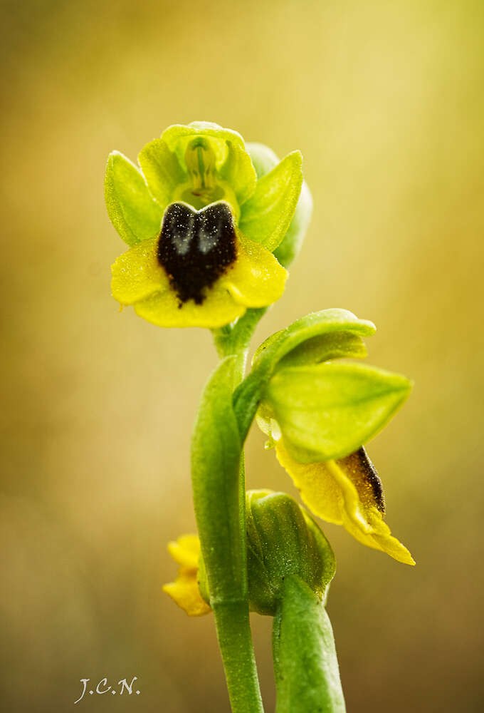 Image of Yellow Ophrys