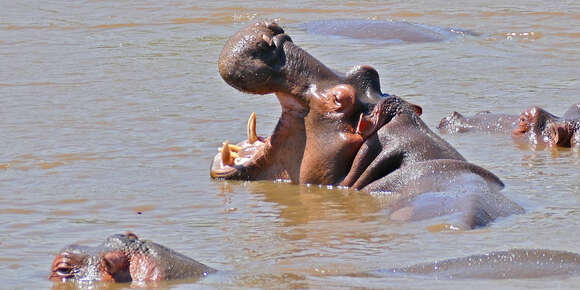 Image of Common Hippopotamus