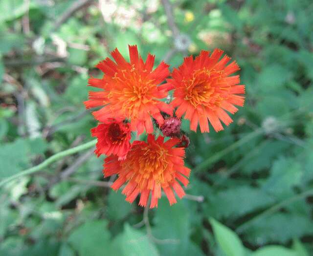 Image of Fox-and-cubs