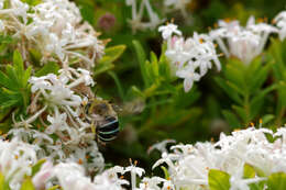 Image of Anthophorine Bees