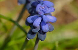 Image of starch grape hyacinth