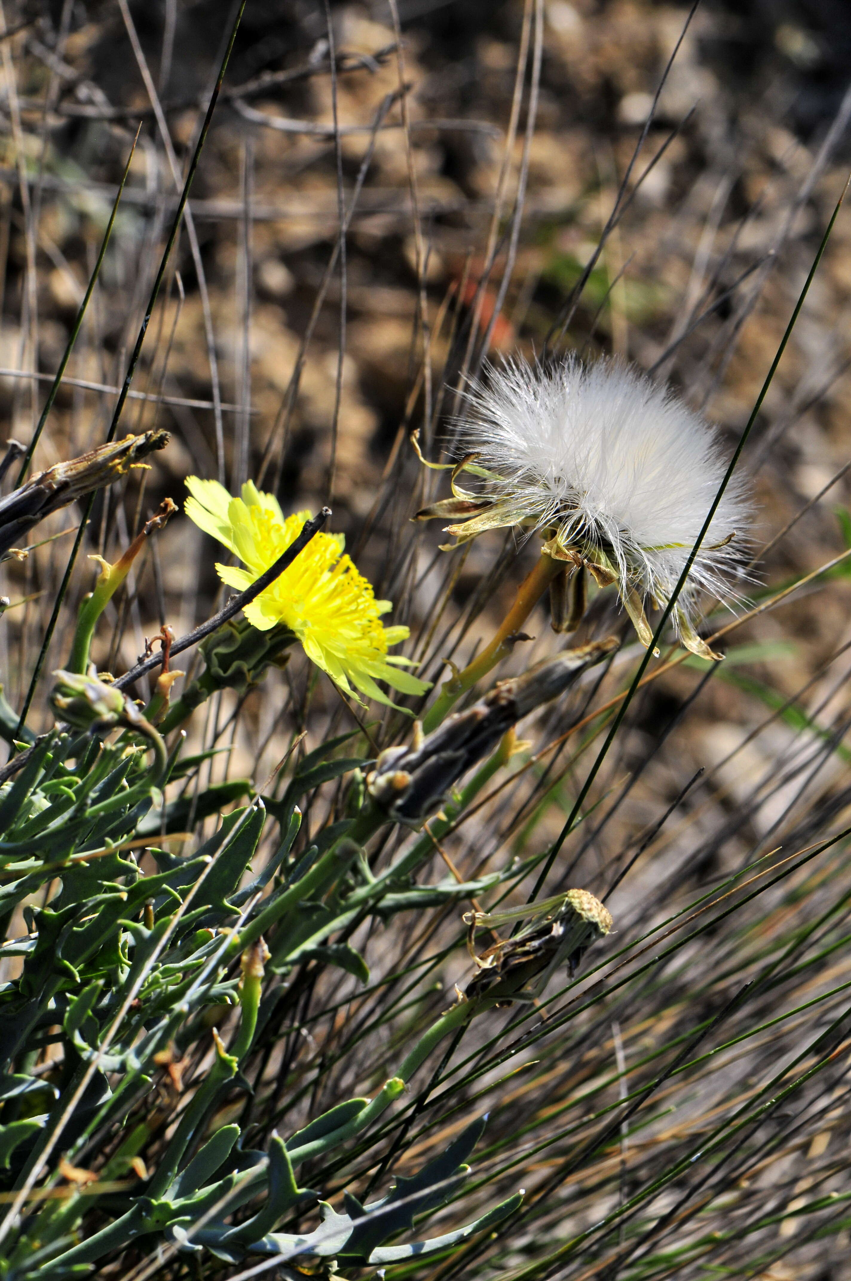 Image de Launaea pumila (Cav.) O. Kuntze