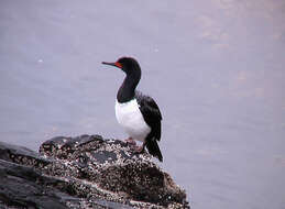 Image of Phalacrocorax Brisson 1760