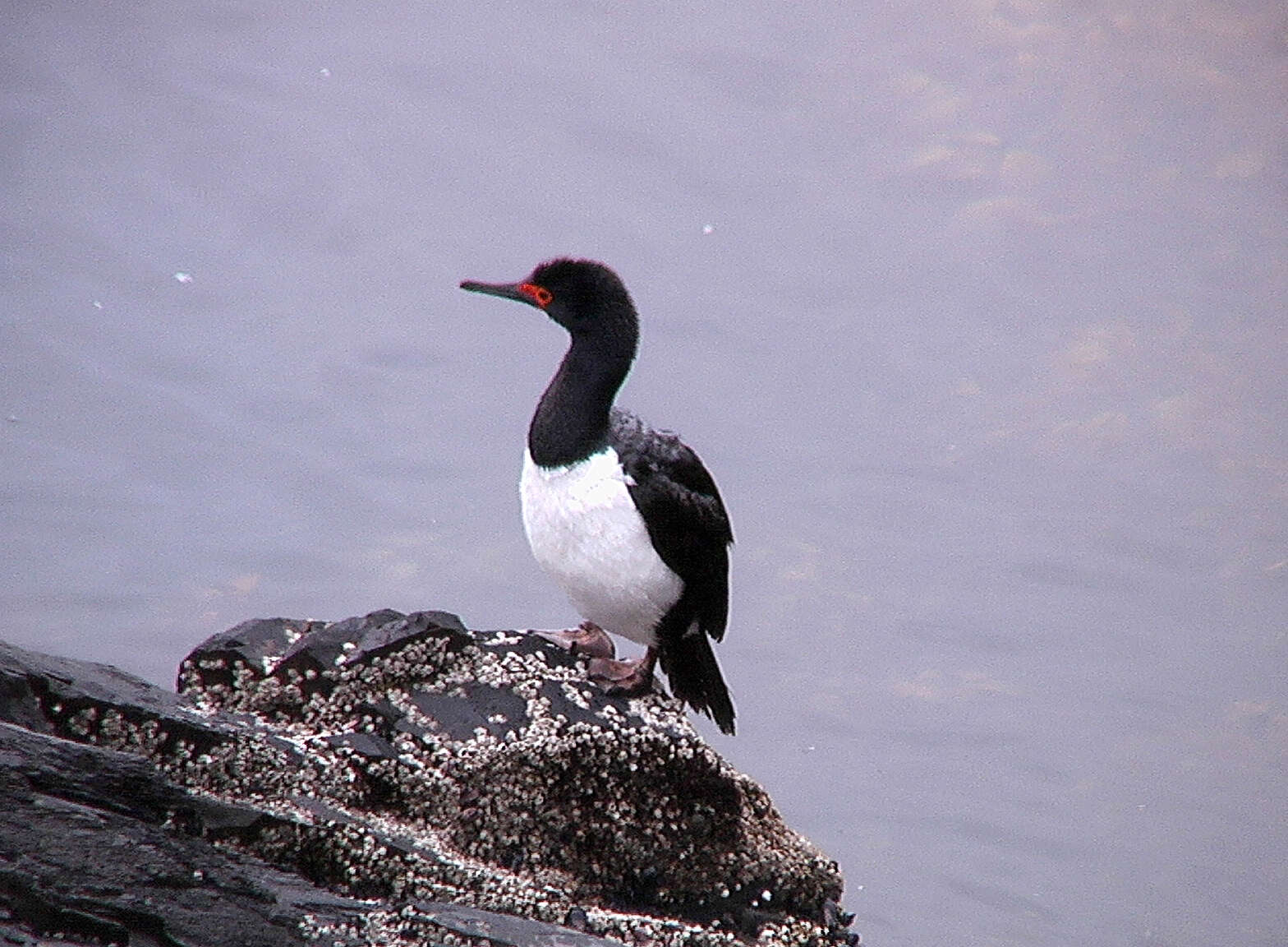 Image of Phalacrocorax Brisson 1760