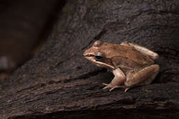 Image of Lithobates Fitzinger 1843