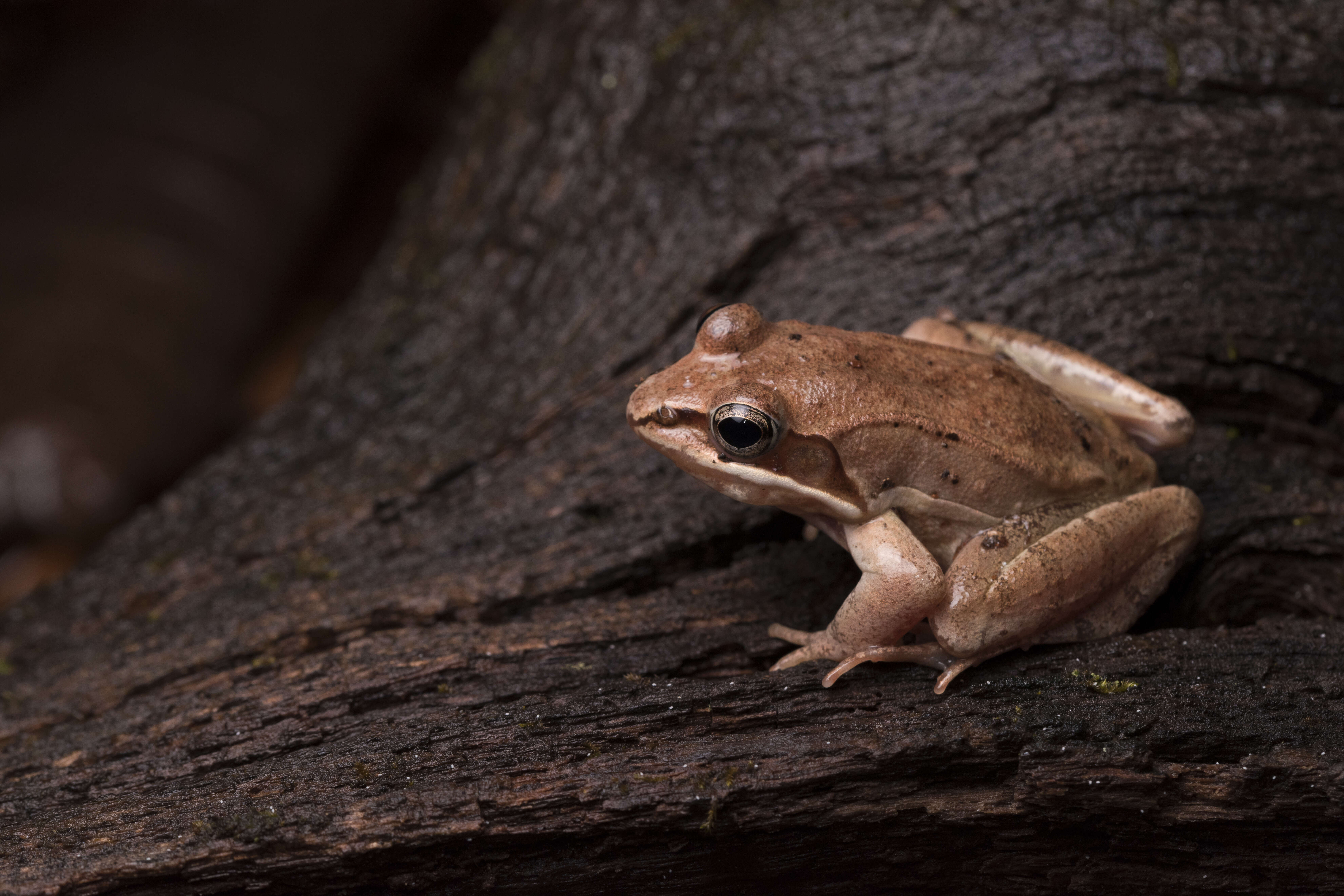 Image of Lithobates Fitzinger 1843