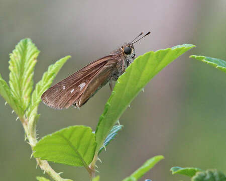 Image of Long-windged Skipper