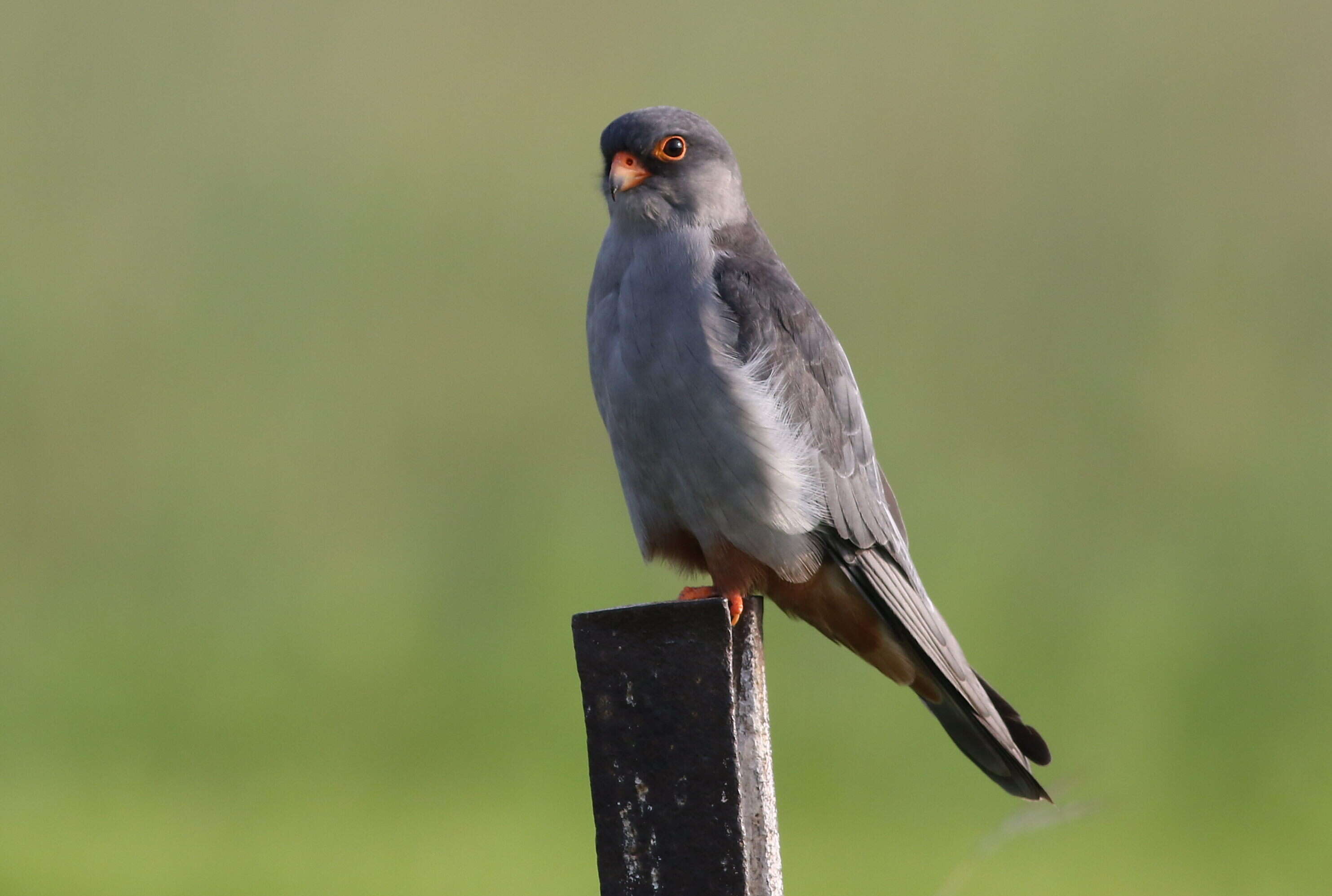 Image of Amur Falcon