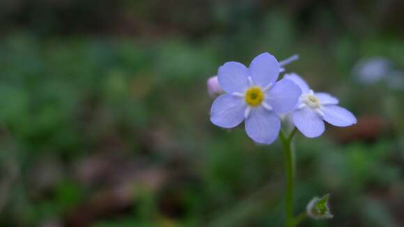 Image of wood forget-me-not