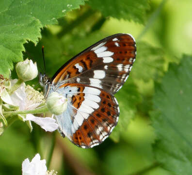 Image of white admiral