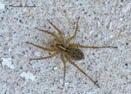 Image of wolf spiders