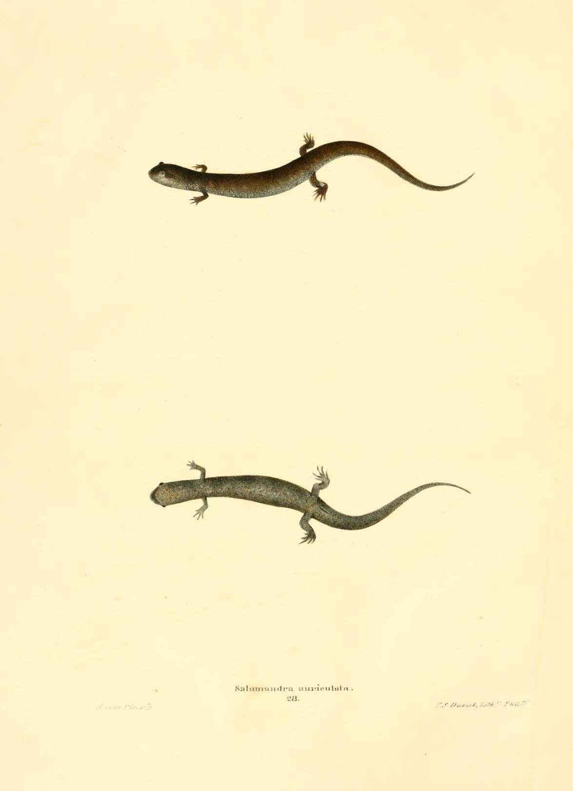 Image of dusky salamanders