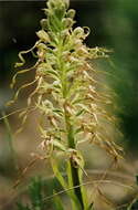 Image of Lizard orchid