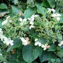 Image of Climbing Hydrangea