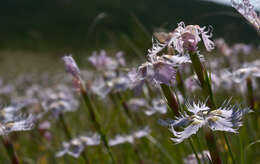 Imagem de Dianthus monspessulanus L.