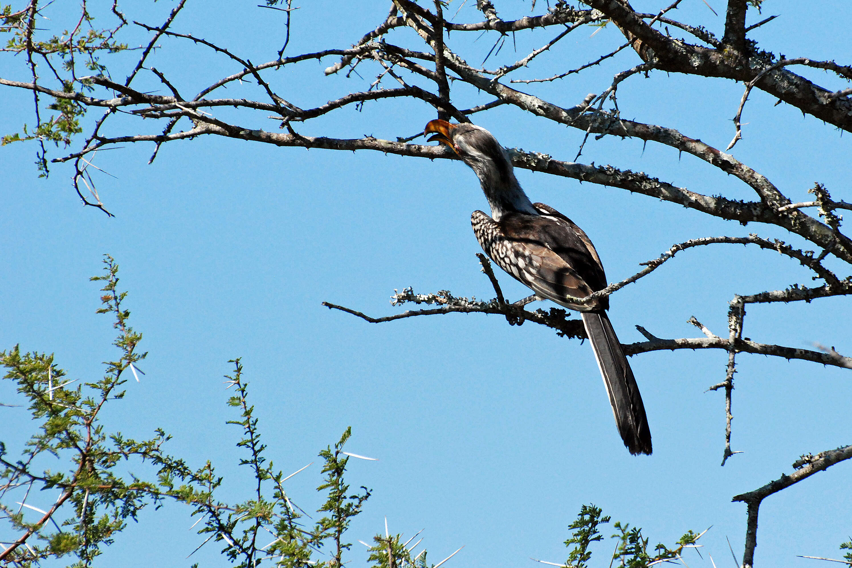 Image of Southern Yellow-billed Hornbill