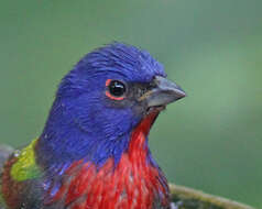 Image of Painted Bunting