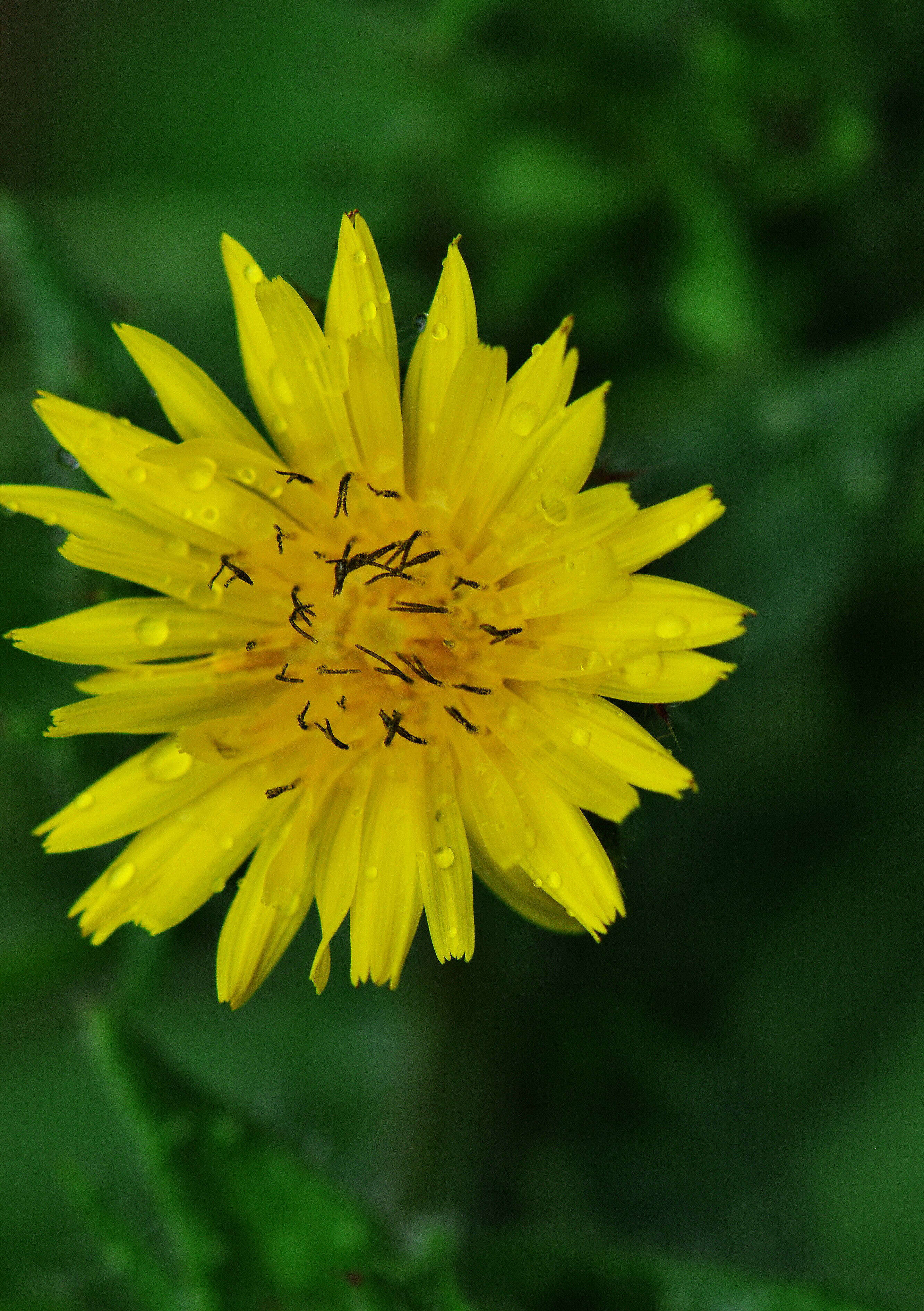 Image of oxtongue