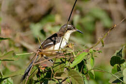 Donacobiidae resmi